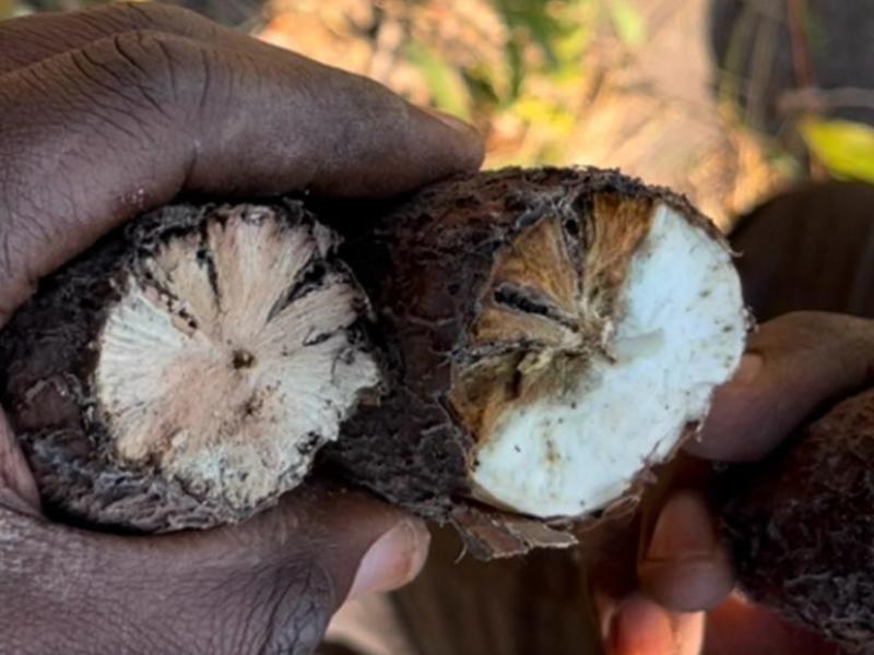 Illustration. Tubercule de manioc pourri