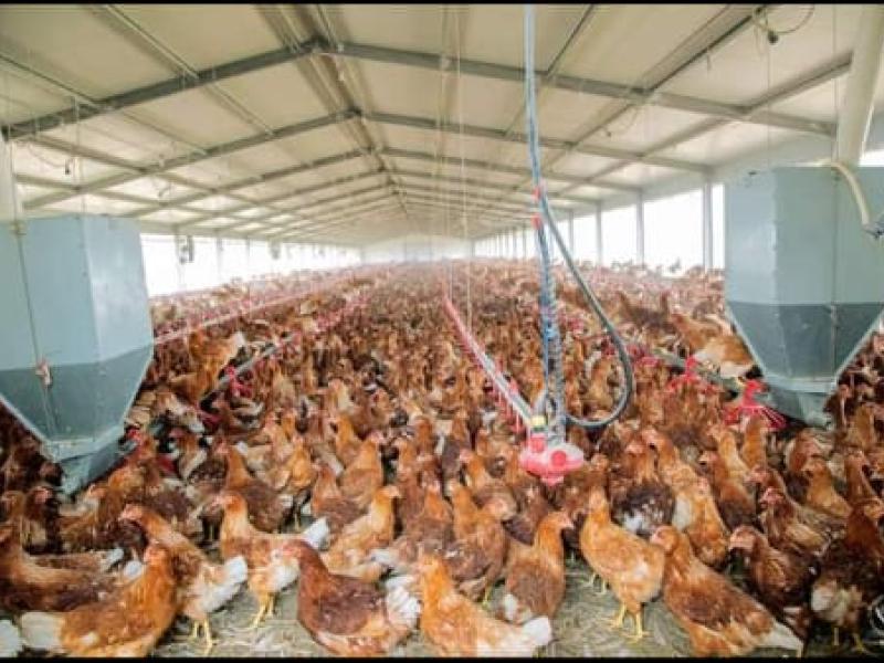 Elevage des poulets de chair à DAIPN