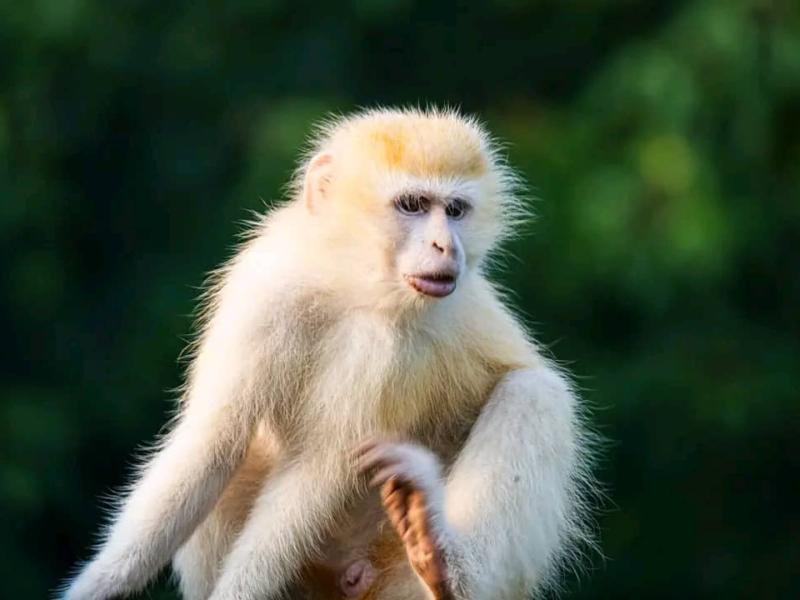 Un singe albinos au parc des Virunga