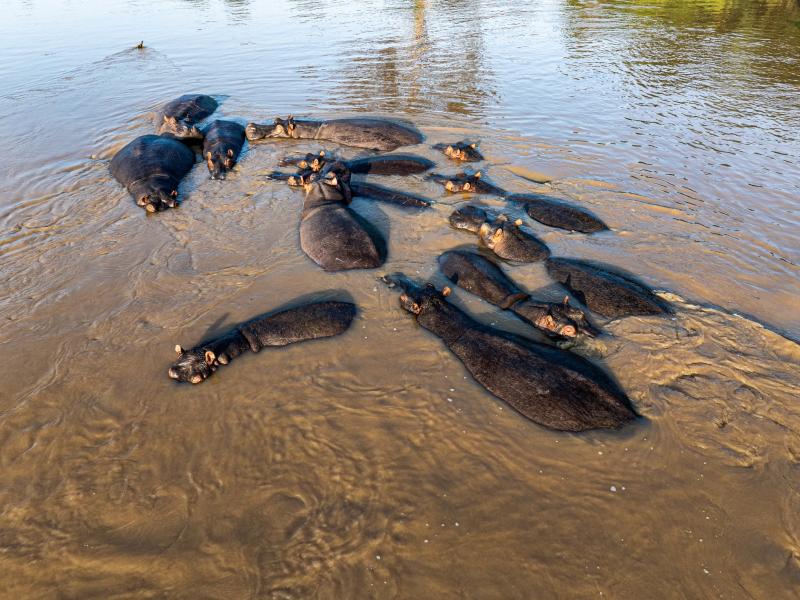 Un groupe d’hippopotames dans le parc des Virunga