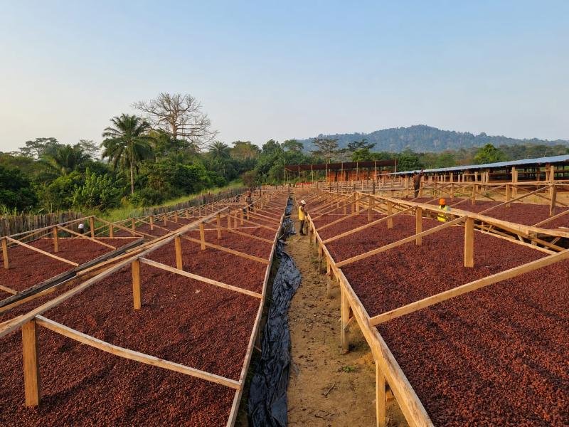 Cacao 