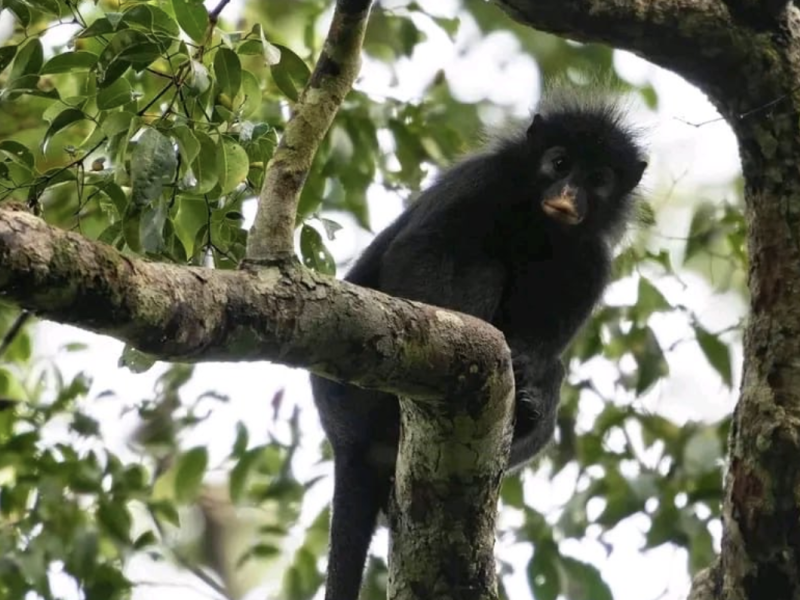 Colobus congoensis