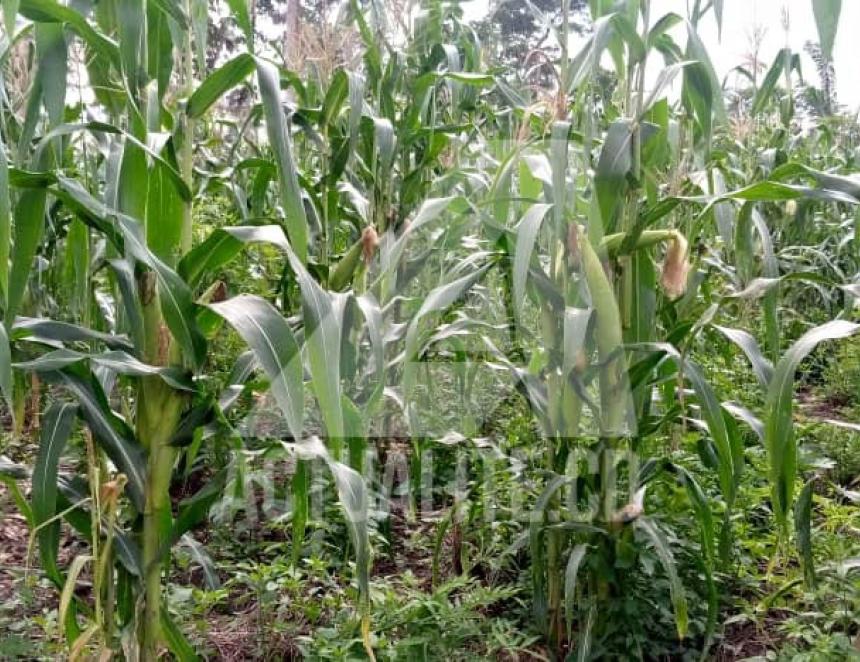Un champ de maïs dans le territoire de Mambasa/Ph ACTUALITE.CD