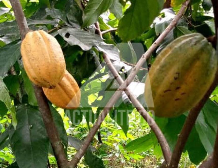 Le cacao cultivé à Komanda/Ph ACTUALITE.CD 
