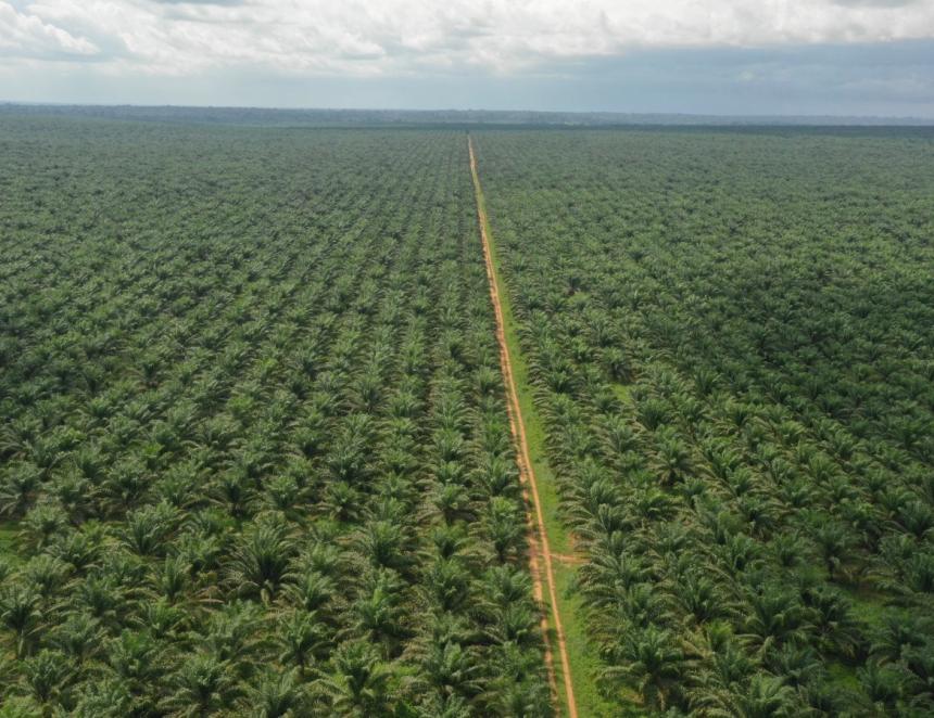 Les plantations des PHC/DR : PHC