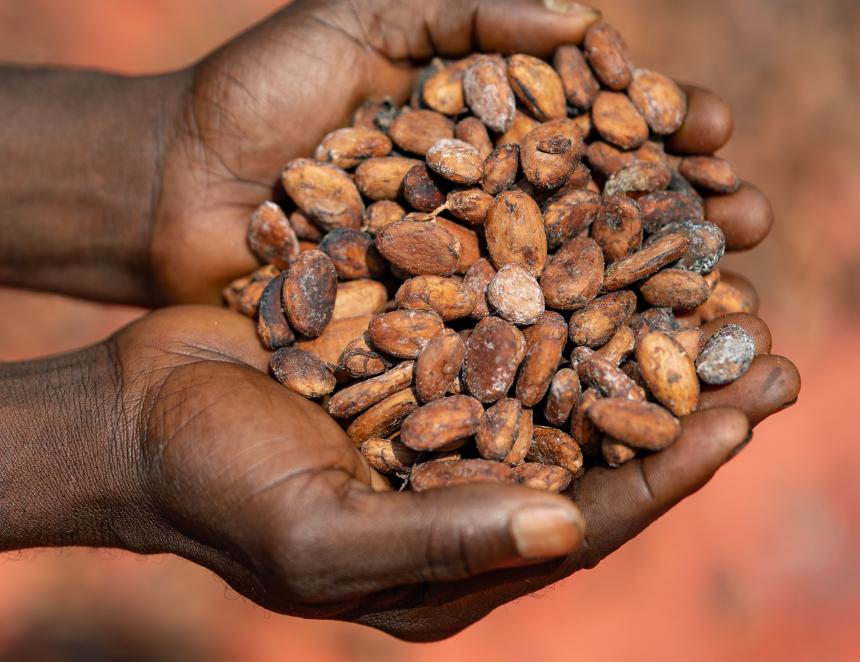 Du cacao de la Tshopo