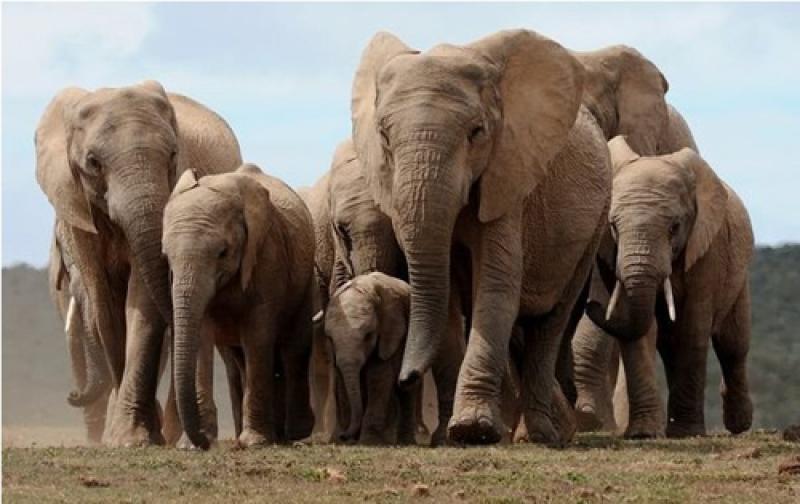 pachydermes pachydermes
