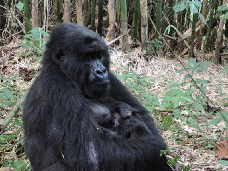 Rdc Nouvelle Naissance D Un Bebe Gorille Dans Le Parc National Des Virunga Actualite Cd