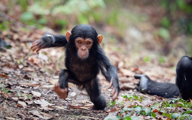 RDC : deux trafiquants d'un bébé chimpanzé arrêtés à Kinshasa