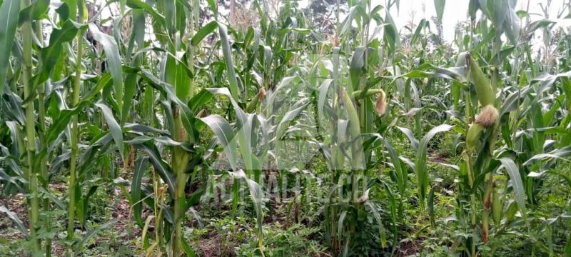 La RDC prépare les états généraux de l’agriculture dans le but d