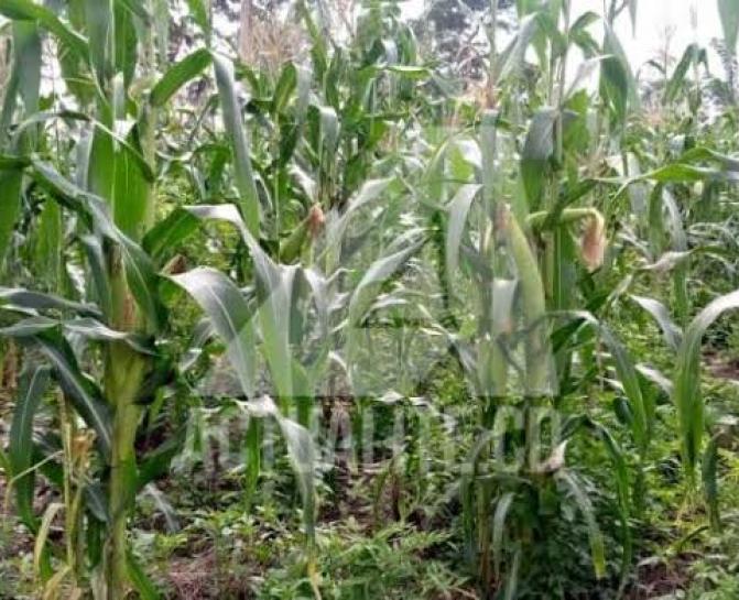 Plantation de maïs. Photo actualite.cd