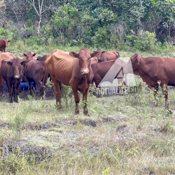 Troupeau de vaches 