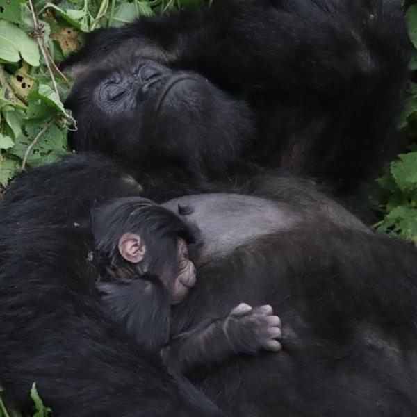 Une famille des gorilles de montagne dans le parc des Virunga 